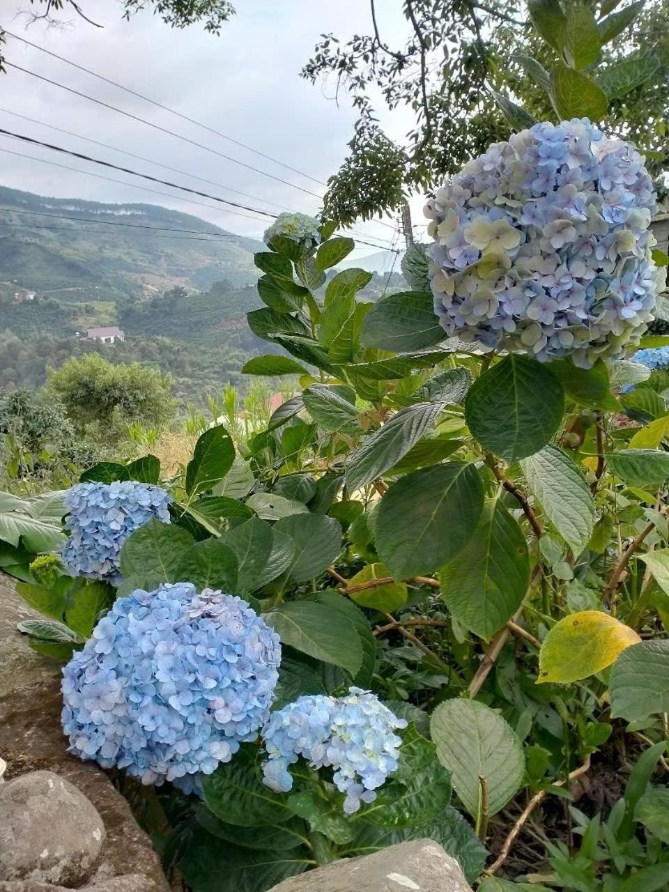 달랏 Farm Co Chu Tuan Ha B&B 외부 사진