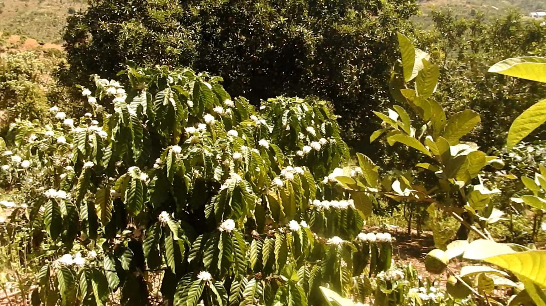달랏 Farm Co Chu Tuan Ha B&B 외부 사진